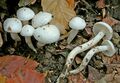 Hygrophorus cossus
